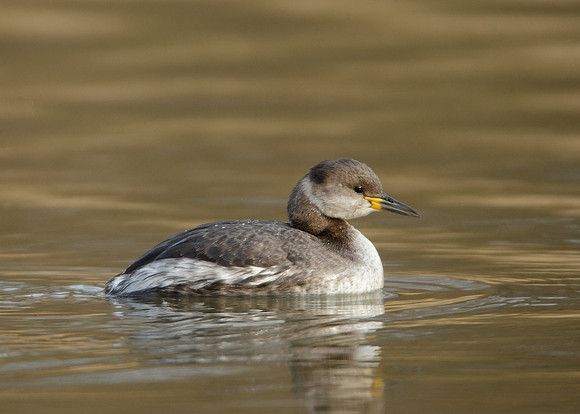 Red-necked Grebe Podiceps grisegna