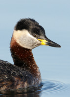 Red-necked Grebe Podiceps grisegna