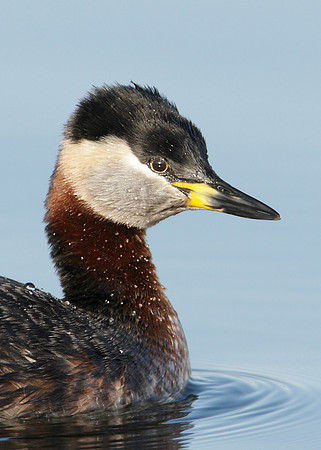 Red-necked Grebe Podiceps grisegna