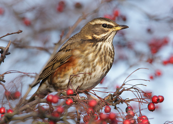 Redwing Turdus iliacus