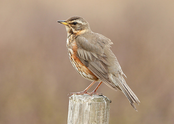 Redwing Turdus iliacus