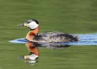 Red-necked Grebe Podiceps grisegna