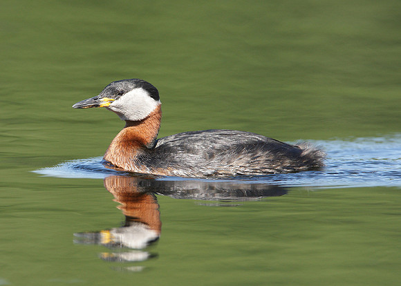 Red-necked Grebe Podiceps grisegna