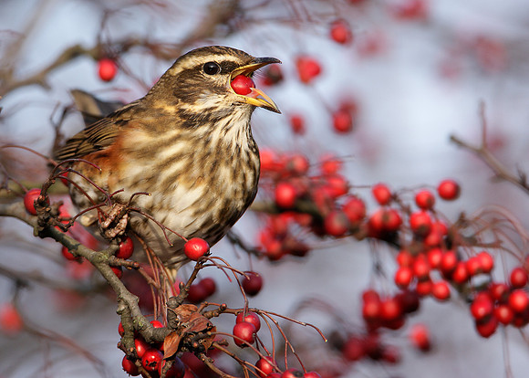 Redwing Turdus iliacus