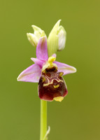 Late Spider Orchid Ophrys fuciflora