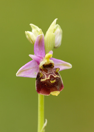 Late Spider Orchid Ophrys fuciflora