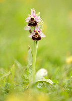 Late Spider Orchid Ophrys fuciflora