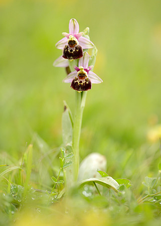 Late Spider Orchid Ophrys fuciflora