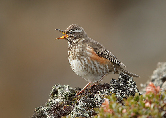 Redwing Turdus iliacus