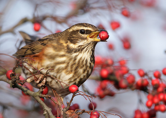 Redwing Turdus iliacus