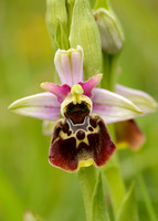 Late Spider Orchid Ophrys fuciflora