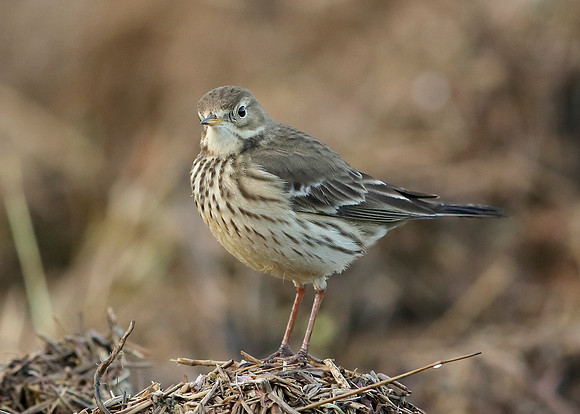 Buff-bellied Pipit  Anthus rubescens