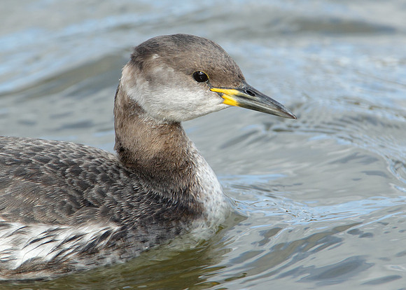 Red-necked Grebe Podiceps grisegna