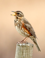 Redwing Turdus iliacus