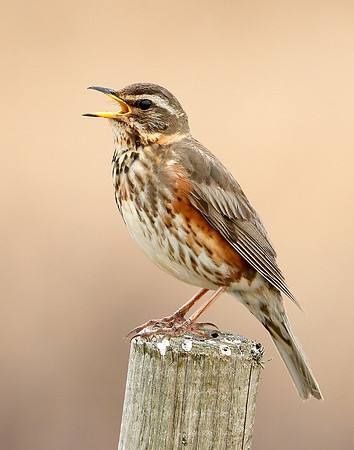 Redwing Turdus iliacus