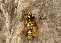 52.002 BF0370  Hornet Moth Sesia apiformis