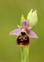 Late Spider Orchid Ophrys fuciflora