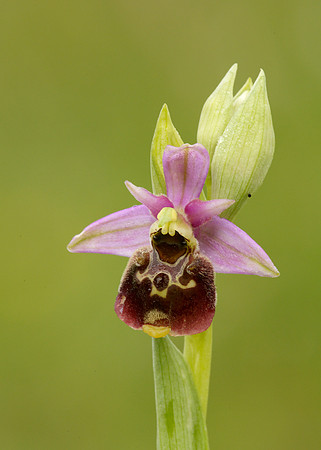 Late Spider Orchid Ophrys fuciflora