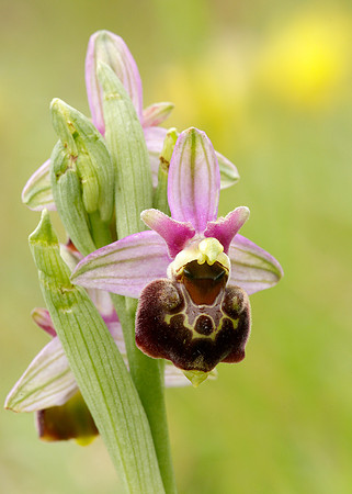 Late Spider Orchid Ophrys fuciflora