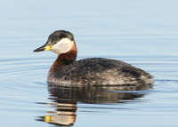 Red-necked Grebe Podiceps grisegna