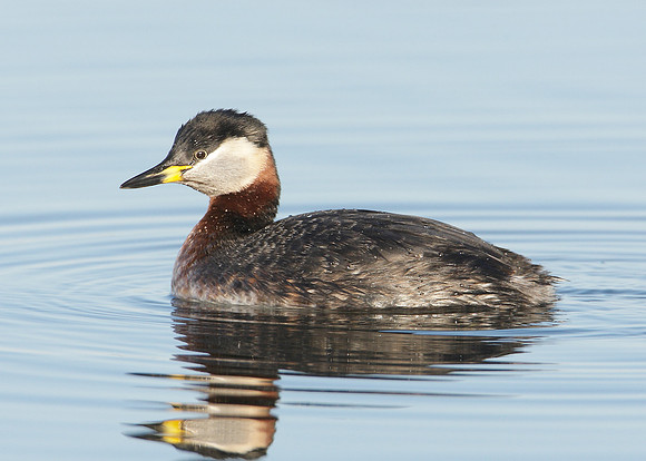 Red-necked Grebe Podiceps grisegna