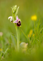 Late Spider Orchid Ophrys fuciflora