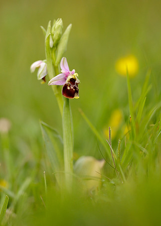 Late Spider Orchid Ophrys fuciflora