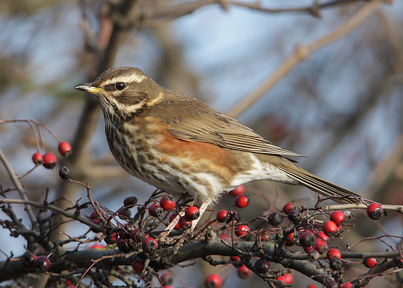 Redwing Turdus iliacus
