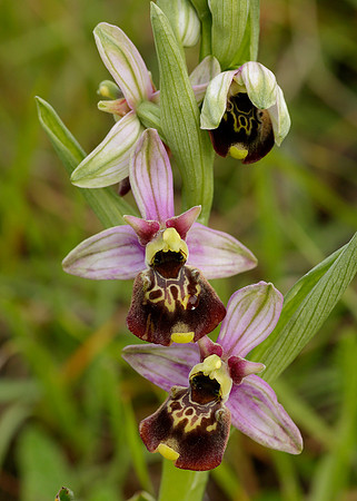 Late Spider Orchid Ophrys fuciflora