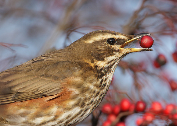 Redwing Turdus iliacus