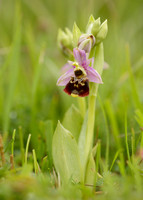 Late Spider Orchid Ophrys fuciflora