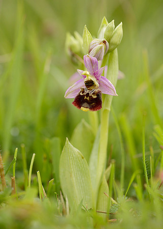 Late Spider Orchid Ophrys fuciflora