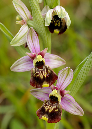 Late Spider Orchid Ophrys fuciflora