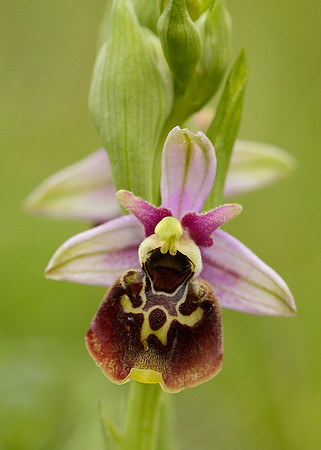 Late Spider Orchid Ophrys fuciflora
