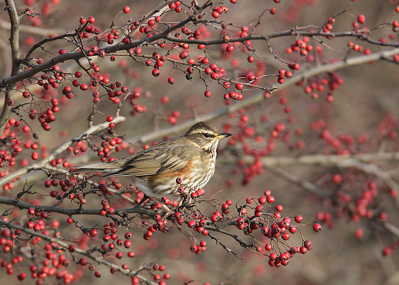 Redwing Turdus iliacus