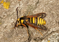 52.002 BF0370  Hornet Moth Sesia apiformis