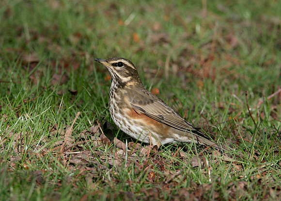 Redwing Turdus iliacus