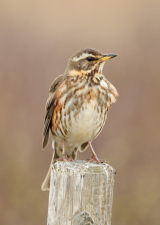 Redwing Turdus iliacus