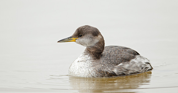 Red-necked Grebe Podiceps grisegna