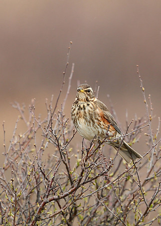 Redwing Turdus iliacus