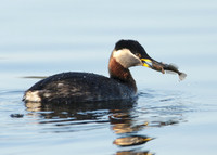 Red-necked Grebe Podiceps grisegna