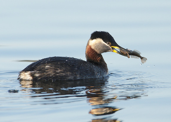 Red-necked Grebe Podiceps grisegna