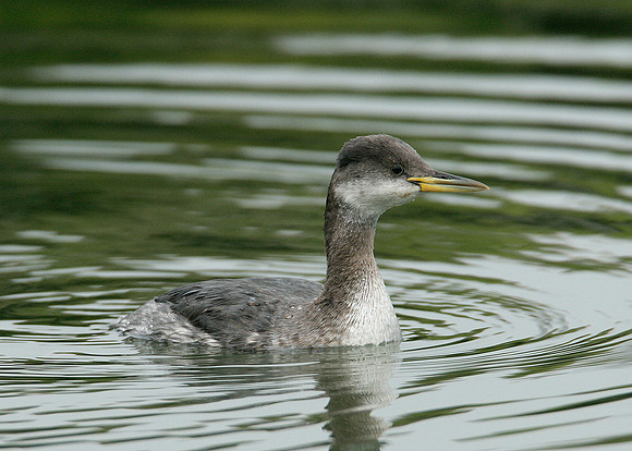Red-necked Grebe Podiceps grisegna