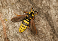 52.002 BF0370  Hornet Moth Sesia apiformis