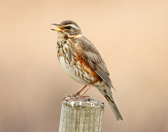 Redwing Turdus iliacus