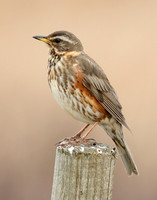 Redwing Turdus iliacus
