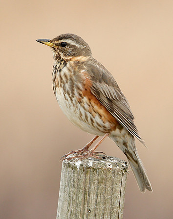 Redwing Turdus iliacus