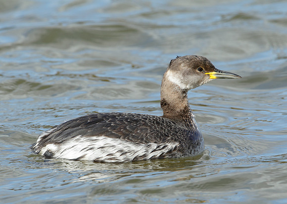 Red-necked Grebe Podiceps grisegna