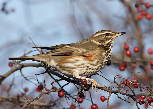 Redwing Turdus iliacus