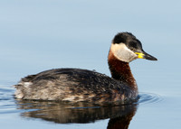 Red-necked Grebe Podiceps grisegna